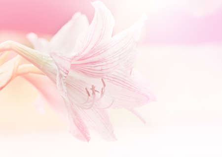 pink lily flower Made with blur style for backgroundの写真素材