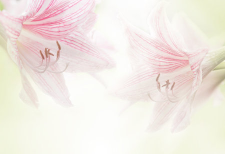 pink lily flower Made with blur style for backgroundの写真素材