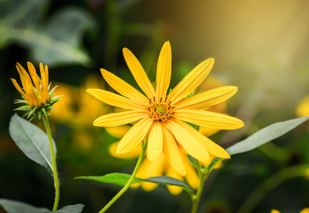 Beautiful yellow flower,Mexican Sunflower.