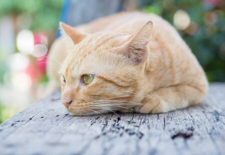 Yellow cat lying on wooden.の写真素材