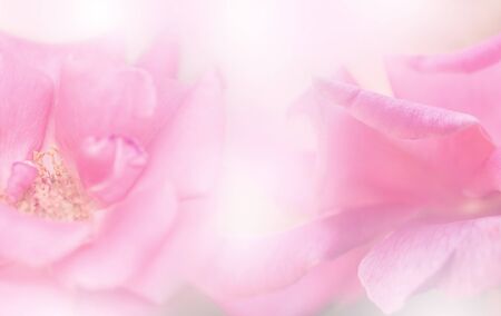 Pink roses in soft color, Made with blur style for backgroundの写真素材