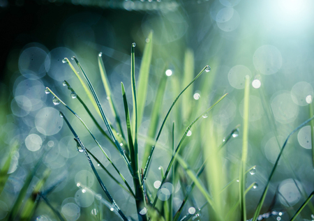 dew drops on green grassの写真素材