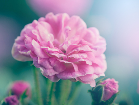 Pink rose in the garden.の写真素材
