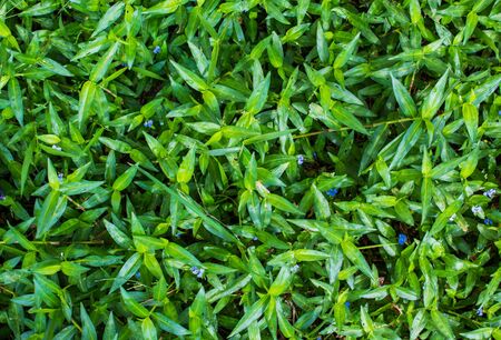 Background of a green grass. Green grass texture close-upの写真素材