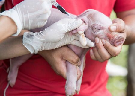 veterinarian is giving a pig a vaccination.の写真素材