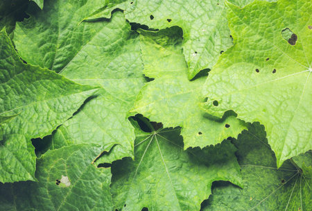 Green leaf texture and Leaf texture background