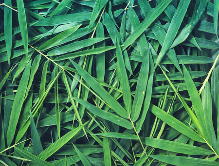 Bamboo leaves,texture and background.の写真素材