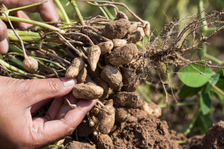 farmer harvest peanut on agriculture plantation.