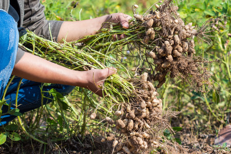 farmer harvest peanut on agriculture plantation.の写真素材