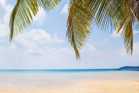 Palm leaf and tropical beach,Holiday and vacation concept.の写真素材