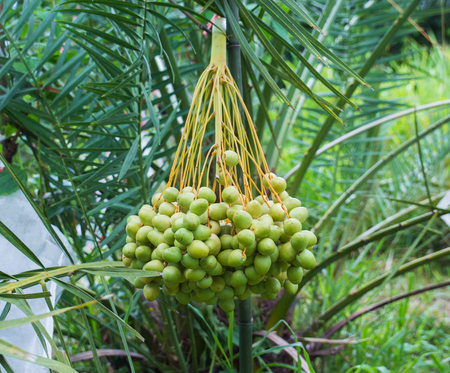 Dates palm branches on a palm tree,Thailand.の写真素材