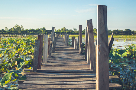 Old wooden bridge across in lotus lake at gae dam,Thailand.の写真素材