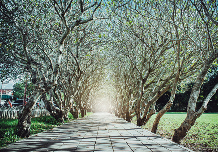 Tree tunnel with sunlight,Plumeria tree,Nan,Thailand.の写真素材