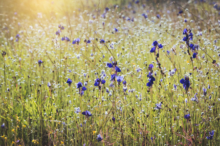 Spring summer small purple flowers and white flower in the field. の写真素材