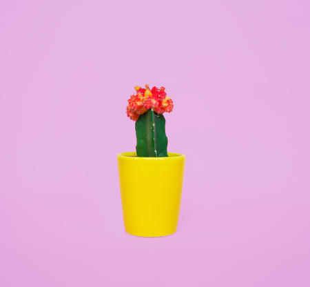 Cactus in yellow cup on pink background. Minimal creative style.の写真素材