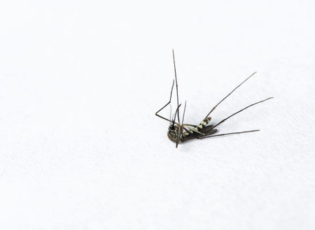 Dead Mosquito isolated on white backgroundの写真素材