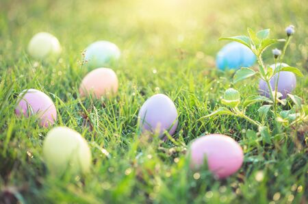 Easter eggs on green grass with dew drop in the morning.の写真素材
