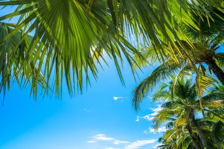 Coconut Palm tree with blue sky,tropical palm with sun rays background.の写真素材