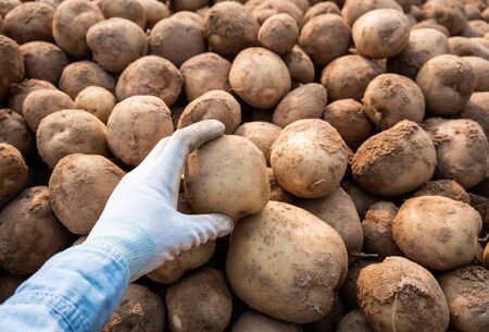 farmer harvesting potatoes in farm.の写真素材