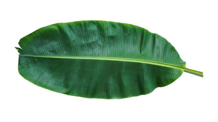 Fresh Banana Leaf Isolated with clipping path.の写真素材