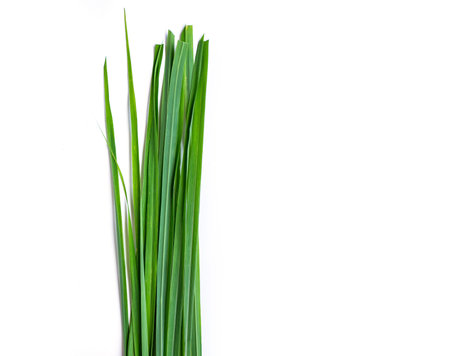 Bundle of lemon grass leaf isolated on white background.