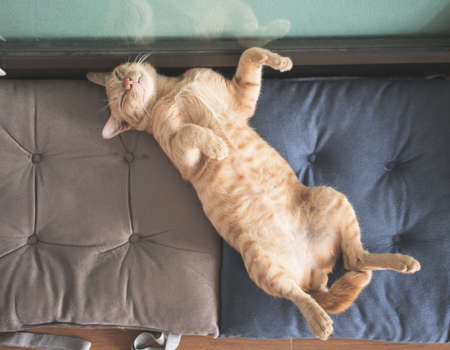 cat sleeps on brown and blue soft cozy bed on a floor.の写真素材