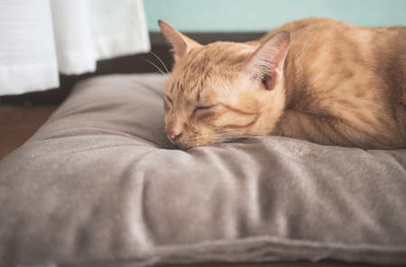 cat sleeps on brown and blue soft cozy bed on a floor.の写真素材