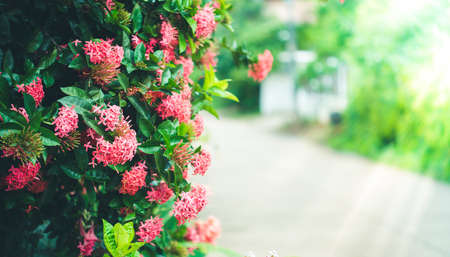 Beautiful background with red Ixora flowers in the garden.の写真素材