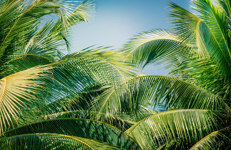 Coconut Palm tree,beautiful tropical background.