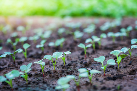 Green seedling,Young plant growing from seed with sunlight.の写真素材
