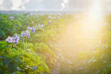 Fresh organic potatoes in the field,Green field of potato cropsの写真素材
