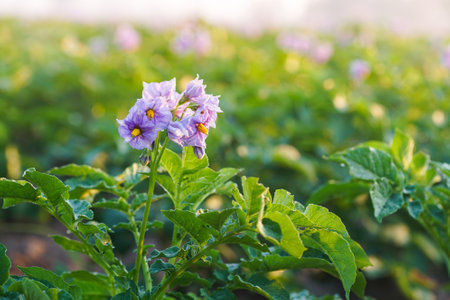 Fresh organic potatoes in the field,Green field of potato cropsの写真素材