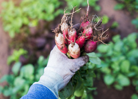 Close up of farmer hand holding harvested radish.の写真素材
