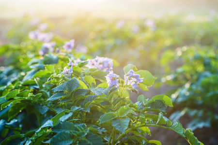 Fresh organic potatoes in the field,Green field of potato cropsの写真素材