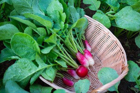 Red radishes harvest in basket and growing radish plant in the garden.Organic vegetables.の写真素材