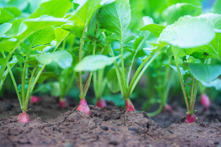 Red radish plant in soil.Gardening background with Radish plants.の写真素材