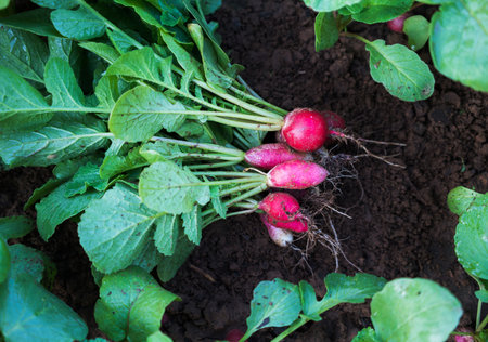 Red radishes harvest on soil in the garden, Organic vegetables.の写真素材