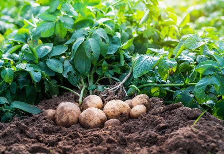 Fresh organic potatoes in the field,harvesting potatoes from soil.の写真素材