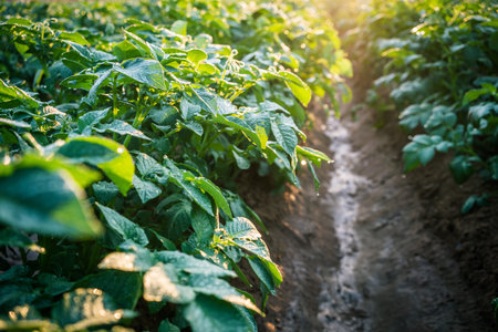 Green field potato plant in organic farm.