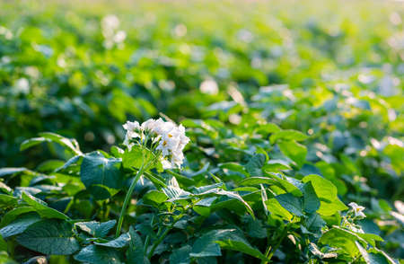 Green field potato plant in organic farm.の写真素材
