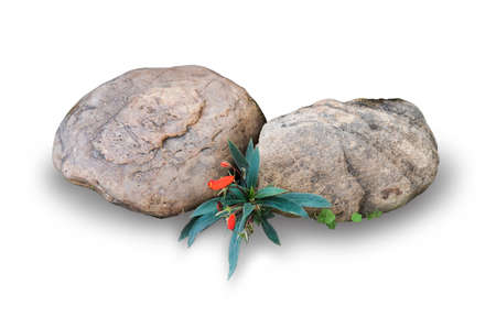 Fresh organic potatoes in the field,harvesting potatoes from soil.の写真素材