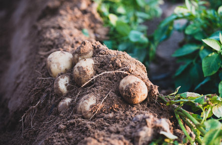 Fresh organic potatoes in the field,harvesting potatoes from soil.の写真素材