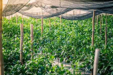 Cabbage field in the morning,Chiang Mai ,Thailand.の写真素材