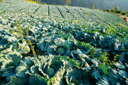 Cabbage field in the morning,Chiang Mai ,Thailand.の写真素材