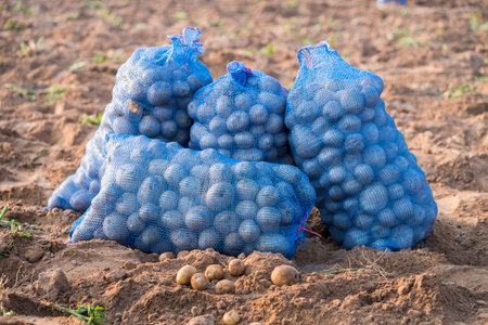 Bags with potato,Fresh organic potatoes on bags in the field.の写真素材