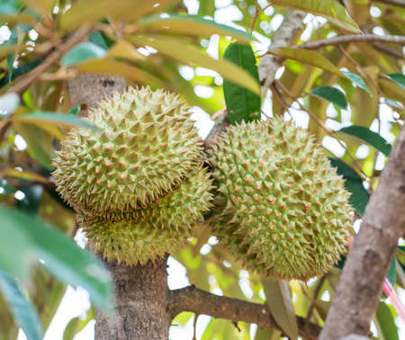 Durians on the durian tree, Durians are the king of fruits, Tropical of asian fruit ,in Thailand.の写真素材