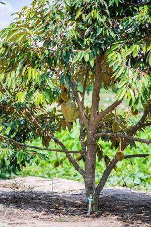 Durians on the durian tree, Durians are the king of fruits, Tropical of asian fruit ,in Thailand.の写真素材