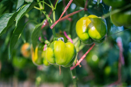 Green bell pepper on the branch in the garden.の写真素材