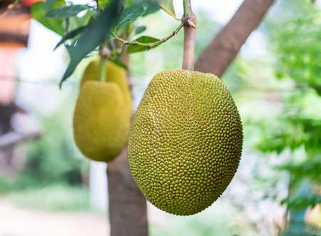 Jackfruit Tree and  fresh jackfruit raw on tree.の写真素材