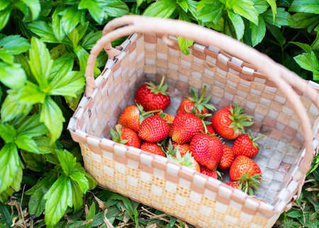Fresh red strawberries in basket of a green garden and spring time.の写真素材